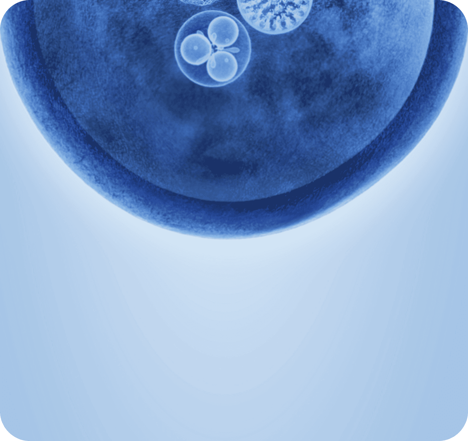 microbiome bacterium