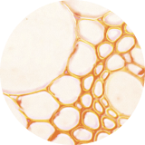 mexoryl